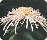 町の花「きく」