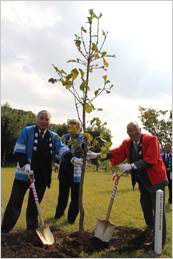 大樹町の木「かしわ」