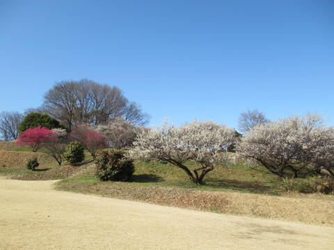 20260305_梅1_城山みはらし公園.JPG