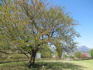 20260416_城山みはらし公園_桜.JPG
