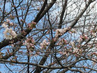 20260327_上野田ふれあい公園_桜(1).JPG