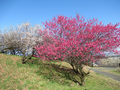 20260305_梅3_城山みはらし公園.JPG