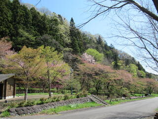 20260416_船尾自然公園_桜.JPG
