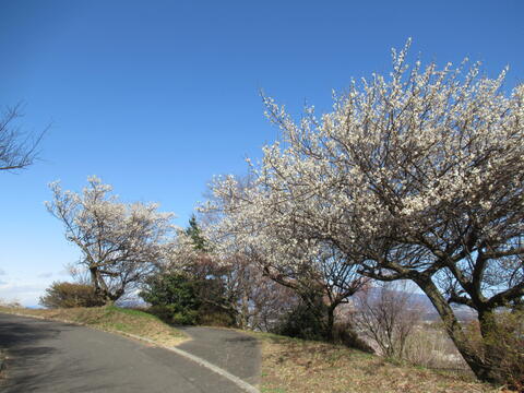 20260305_梅2_城山みはらし公園.JPG
