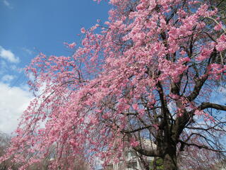 20260327_ふれあいやすらぎ公園_しだれ桜.JPG