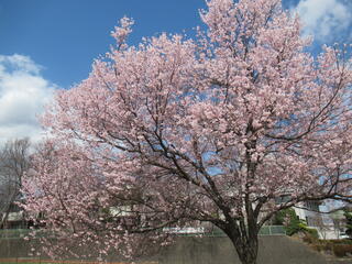 20260327_ふれあいやすらぎ公園_ヤマザクラ.JPG