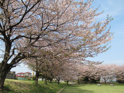 2025-04-17上野田ふれあい公園_桜.JPG