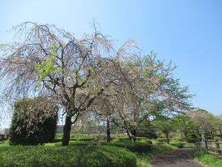 20260416_ふれあいやすらぎ公園_しだれ桜.JPG