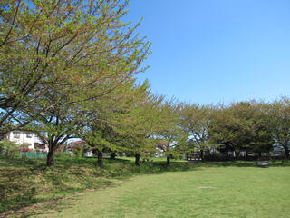 20260416_上野田ふれあい公園_桜.JPG