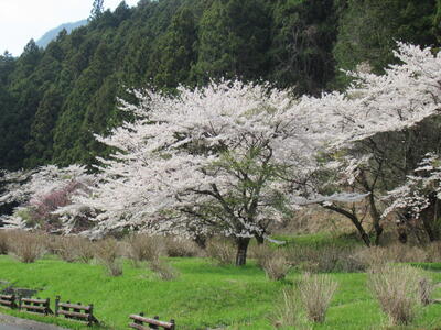 2025-04-17船尾自然公園_桜.JPG