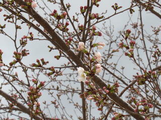 20260327_城山みはらし公園_桜.JPG