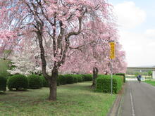 漆原しだれ桜並木